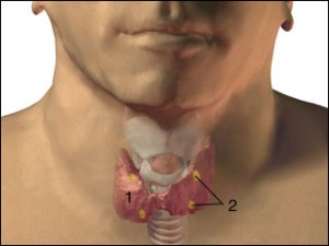 parathyroid-glands